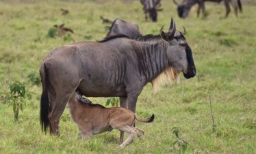 2-Day Safari to Amboseli National Park