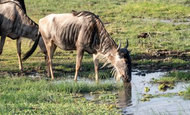 2-Day Amboseli National Park Budget Safari