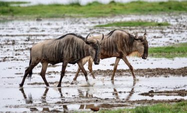 2-Day Maasai Mara National Reserve Tour