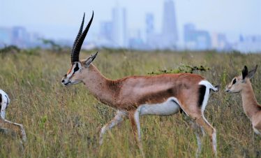 ½-Day Nairobi National Park & Visit to Giraffe Center