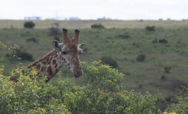 1-Day Nairobi NP, David Sheldrick & Giraffe Centre