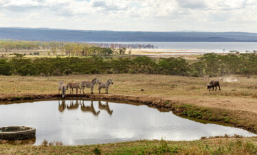 1-Day Lake Nakuru and Lake Naivasha Tour