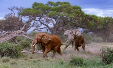2-Day Explore Amboseli National Park