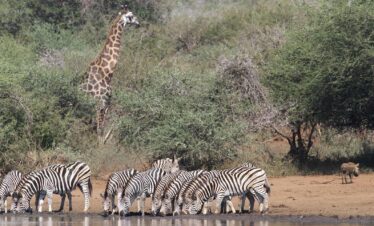 1-Day Kruger National Park Safari