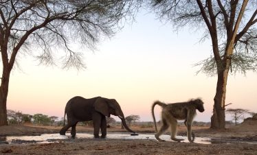 11-Day Classic Okavango Safari