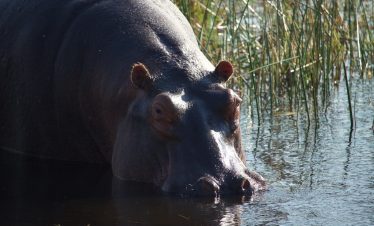 8-Day Victoria Falls to Okavango Budget Tour Safari