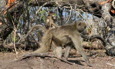 2-Day Budget Camping in Chobe with Boat Cruise