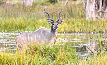 8-Day Beauty of Botswana Chobe, Linyanti and the Delta