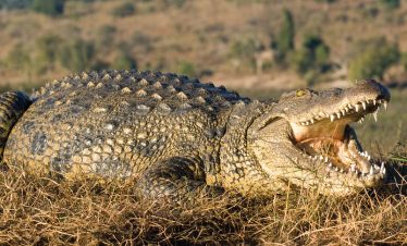 4-Day Victoria Falls Classic Tour and Chobe Game Drive