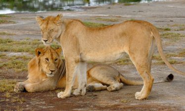 4-Day Big Five Safari in Mala Mala