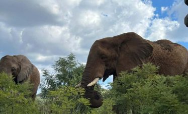 4-Day Discover Kruger’s Secrets Private Safari