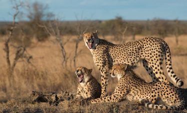 4-Day Fly-in Kruger Park Tour