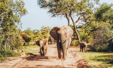 4-Day Kruger, Canyon, Boat Tour & Radisson Safari Hotel