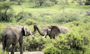 4-Day Kruger Luxury Wildlife Safari