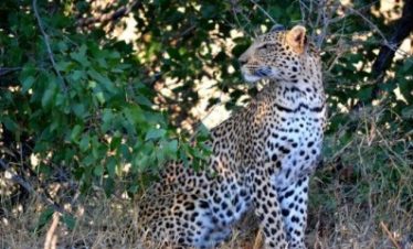 4-Day Kruger Park Safari with Wild Wings