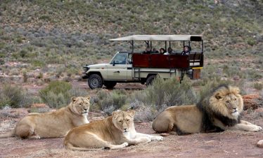 4 Days Luxury Sabi Sands Safari + Treehouse Sleep-out