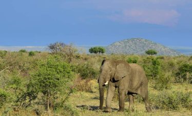 4-Day Malaria Free Big 5 Safari in Madikwe