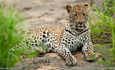 4-Day Private Southern and Central Kruger Park Safari