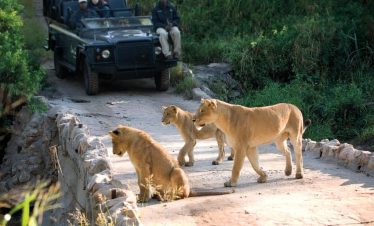 4-Day Stay Inside Kruger Park & Panorama Route Safari