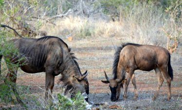 4-Day Ultimate Kruger NP Big 5 & Panorama Route Safari