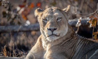 4-Day Unforgettable Kruger Park Safari & Panorama Tour