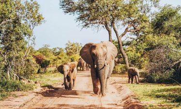 4-Day Luxury Radisson Kruger Safari