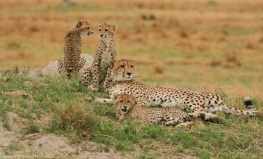 8-Day Victoria Falls, Chobe and Moremi Affordable Safari