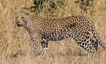 5-Day Kruger National Park Essential Safari