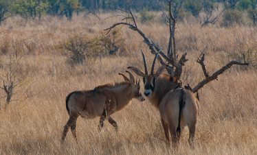 8-Day 3 Countries – Chobe NP, Victoria Falls & Hwange NP