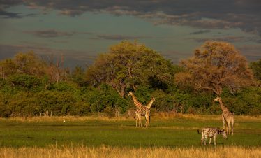 11-Day Photographic Safari