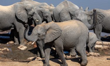 5-Day Vic Falls, Chobe NP and Hwange NP High Adrenaline