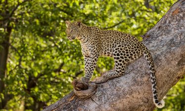 4-Day Okavango Classic Fly-in Safari at Moremi Crossing