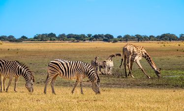 2-Day Chobe and Victoria Falls Combo, from Zimbabwe Side