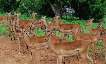 6-Day The Perfect Botswana Family Safari