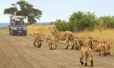 4-Day Affordable Dumela Kruger Safari and Panorama Tour