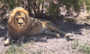 4-Day Aquila Big 5 Safari Game Reserve from Cape Town