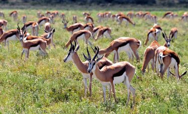 7-Day Kalahari Exploration