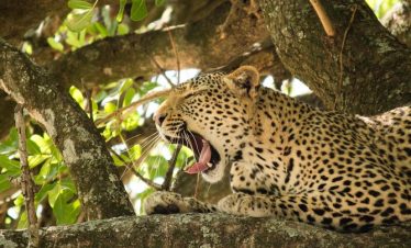 4-Day Budget Glamping Kruger Wild Adventure Safari