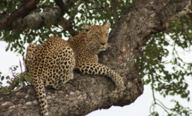 4-Day Budget Kruger Park Safari and Panorama Route Tour