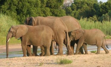 5-Day Chisomo Camp Safari
