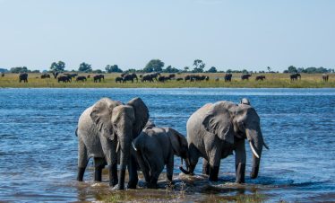 7-Day Botswana – Chobe & Okavango Delta Safari