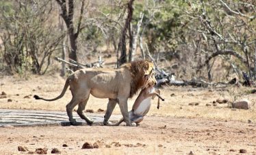4-Day Discover Kruger’s Secrets Private Safari