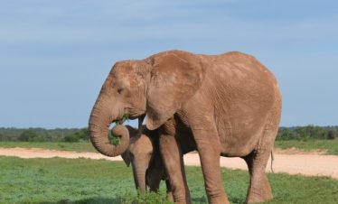 5-Day Budget Garden Route & Addo Group Tour