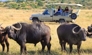 5-Day Garden Route and Private Game Reserve