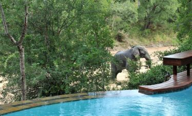 5-Day Imbali Lodge Safari