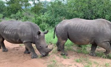 5-Day Kapama Buffalo Camp Safari