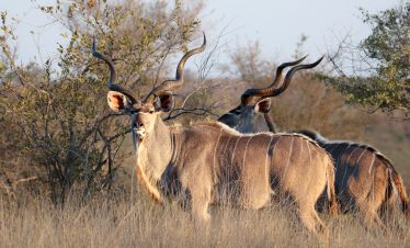 4-Day Kruger National Park Essential Safari