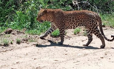4-Day Kruger Park Safari and Panorama Route Tour