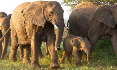 4-Day Complete Kruger Park and Panoramic Tour Experience