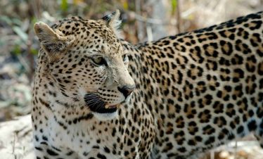 4-Day Kruger Safari Package Bush and Leopards